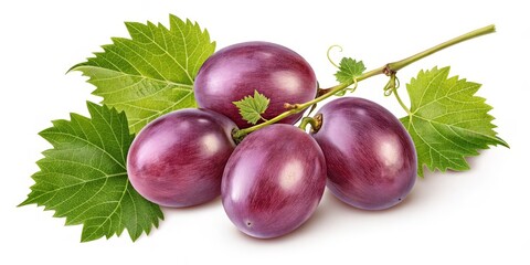 Obraz premium Four Red Grapes on Vine with Leaves Close-up Studio Shot, Food Photography, Still Life, Fresh Produce, Fruit grapes, photography
