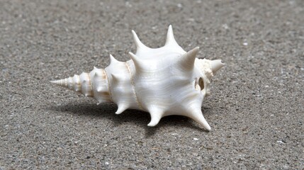 A white sea snail shell with a spiral pattern and sharp points.