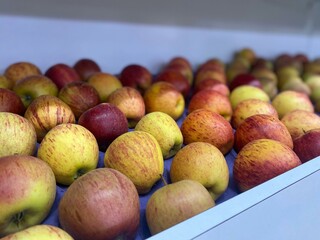 Fresh apples on display