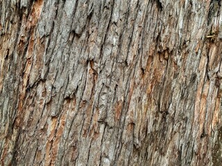 Natural Tree Bark Texture