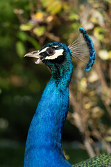 Colorful Peacock in Lush Greenery on a Sunny Day A vibrant Indian peacock with iridescent blue and...