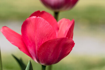 Czerwony tulipan pięknie rozkwitł na rabacie w ogrodzie. Żywo czerwony tulipan (Tulipa sp.) w pełnym rozkwicie, eksponujący swoje gładkie, delikatne płatki. Kwiat wyróżnia się na tle miękkiej zieleni 