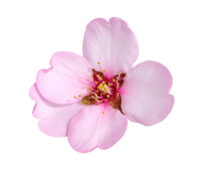 Delicate almond blossom with pink petals isolated on transparent background