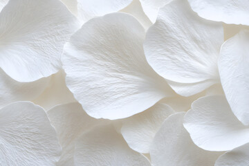 White Flower Petals Background Seamless Texture