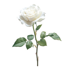 A white rose with leaves on the stem, on an isolated transparent background