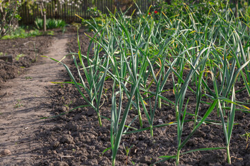 Row green stems of top garlic growing in kitchen garden. Seedling of allium sativum the amaryllidaceae family with green leaves in vegetable garden. Shoots of organic plants the subfamily allioideae.