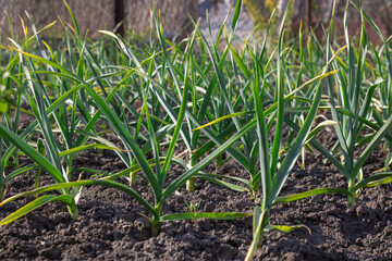 Row green stems of top garlic growing in kitchen garden. Seedling of allium sativum the amaryllidaceae family with green leaves in vegetable garden. Shoots of organic plants the subfamily allioideae.