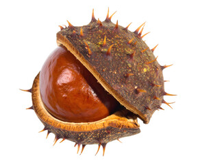 Shiny Chestnut Emerging from its Burr on Transparent Background