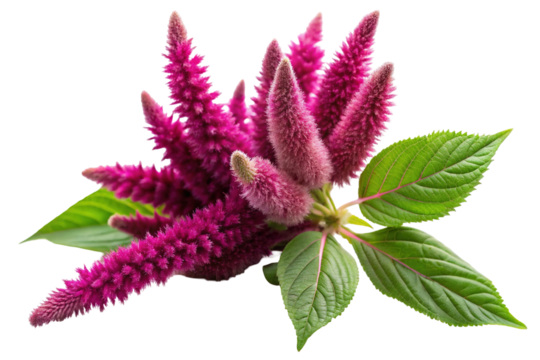 Stock photo of amaranthus caudatus love lies bleeding flower plant with green leaves isolated on transparent background