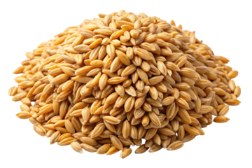 Discover the benefits of barley: a guide to its nutrition, uses, and health benefits today online on transparent background