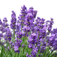 Fototapeta premium A close-up view of lavender flowers with purple blossoms, isolated against a clean white background