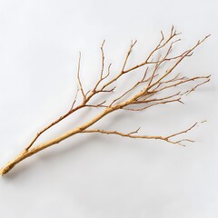 Fototapeta premium A dry, bare tree branch is isolated against a plain white background