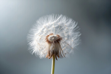 Fototapeta premium Serene Dandelion Seed Head A Close-Up Macro Photograph