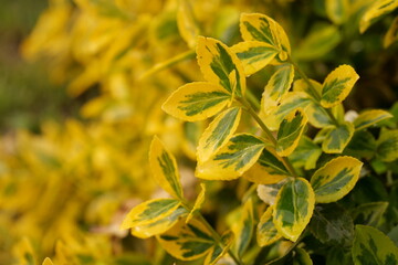 Branches Of Euonymus Fortunei Plant Close Up