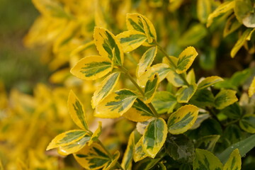 Branches Of Euonymus Fortunei Plant Close Up
