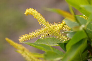 beautiful willow blossom in spring