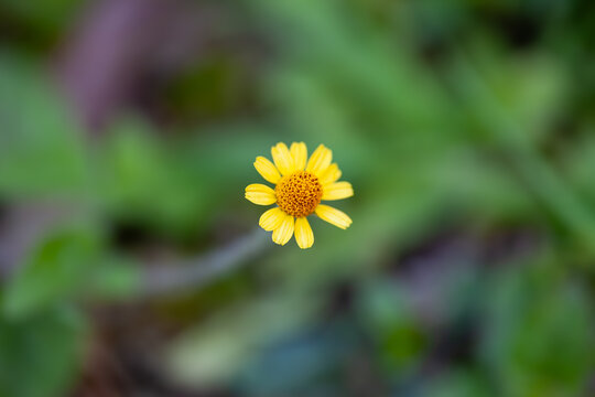 Yellow flower, which is likely Acmella oleracea or Acmella repens, also known as toothache plant.
