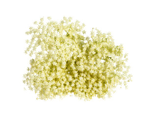 Fototapeta premium Elderflower cluster with tiny blossoms isolated on transparent background