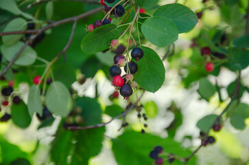 carina berries hang on the bush ripen