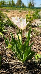 Fringed white tulip blooming in sunlit garden