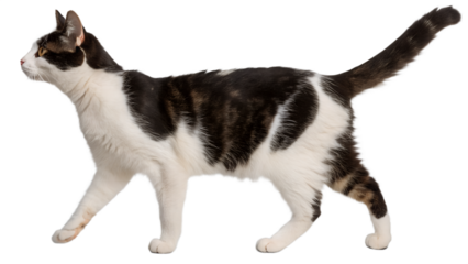 A Cat  white  and black  isolated transparent background