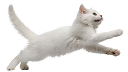 A white Cat isolated transparent background