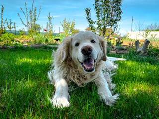 Golden retriever lying on grass smiling brightly in sunny garden