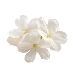 Fototapeta premium Delicate White Flowers Isolated on Black Background