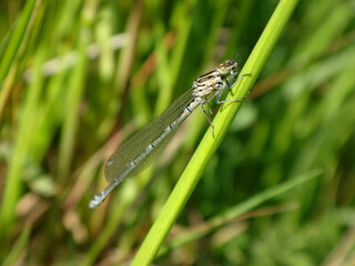 The azure damselfly (Coenagrion puella), female perching on a grass stem