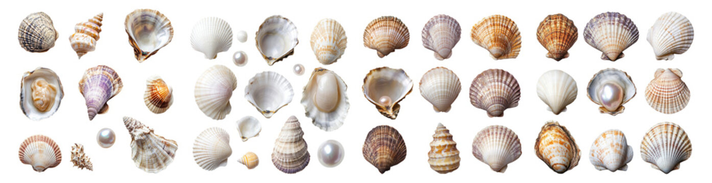 Collection of Colorful Sea Shells on White Background for Decor Isolated Transparent Background
