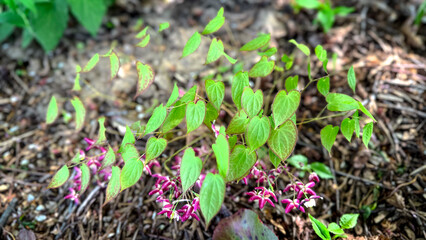 Vibrant pink epimedium blooms amidst fresh green foliage in a garden setting
