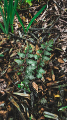 Fern sapling among mulch and leaves in natural garden setting