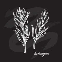Tarragon branch in the style of line drawing