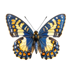 Obraz premium Beautiful butterfly with open wings on transparent background