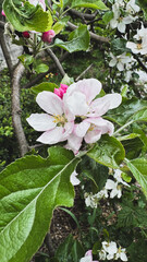 Blooming apple blossoms amongst lush green leaves in a spring garden