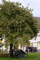 Apple tree in the garden covered with a lot of ripe apples