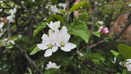 White apple blossoms on tree branch with green leaves in garden