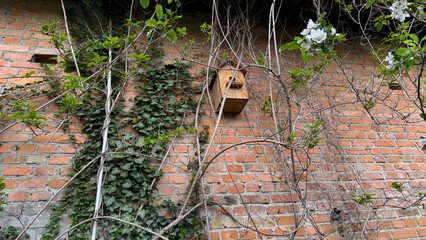 Wooden birdhouse on brick wall with overgrown ivy and blooming flowers