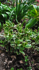 Vibrant green variegated bush in lush garden setting