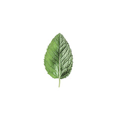 Obraz premium fresh mint leaf isolated on white background flatlay top view 