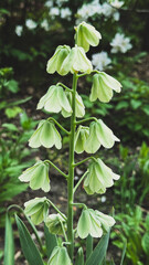 Green fritillaria plant in garden with white flowers blurred in background