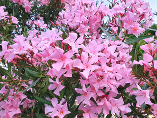 A flowering oleander with pink flowers