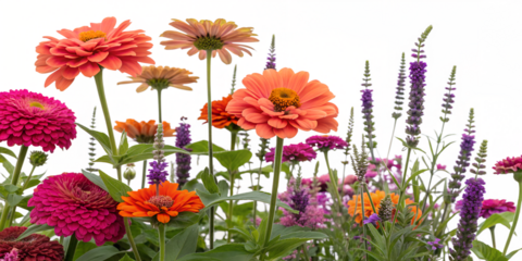 Close up of vibrant zinnias and other flowers in a garden isolated on transparent background isolated on transparent background