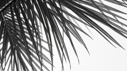 Obraz premium Palm tree sketch with coconuts on ground, calm scene