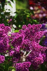 Obraz premium The lilac or common lilac (Syringa vulgaris)