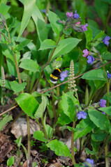 Bumblebee