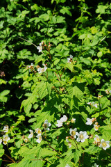 Thimbleberry flower (rubus parviflorus)
