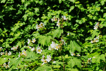 Thimbleberry flower (rubus parviflorus)
