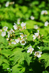 Thimbleberry flower (rubus parviflorus)
