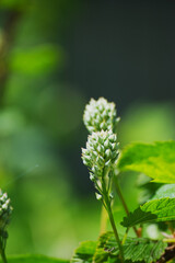 Pacific ninebark or tall ninebark (Physocarpus capitatus)